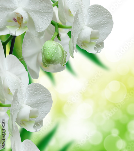 Dekoracja na wymiar  orchidea