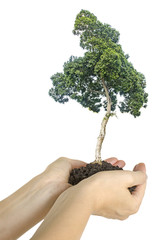 Wall Mural - tree in hands