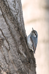 Wall Mural - Nuthatch