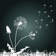 White dandelions on a black background