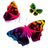 Fototapeta Motyle - butterflies design