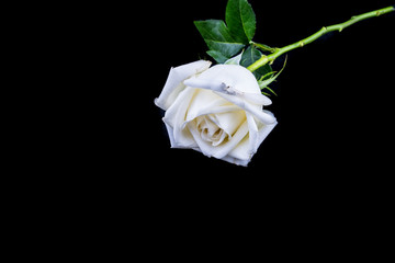 Isolated white rose on a black