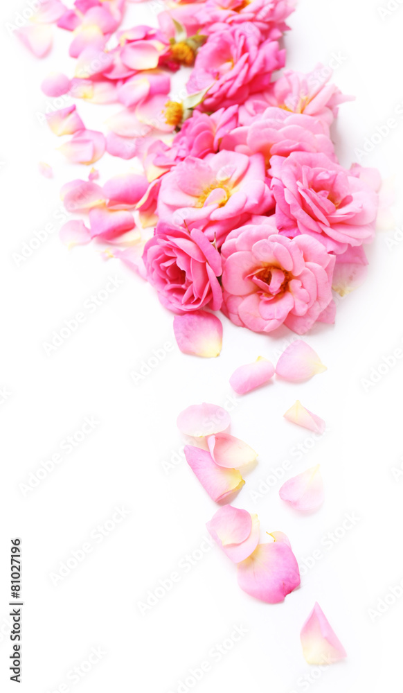 Beautiful pink rose petals isolated on white