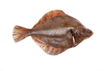 Plaice Fish Isolated On A White Studio Background.