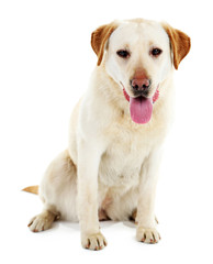 Wall Mural - Cute dog isolated on white background