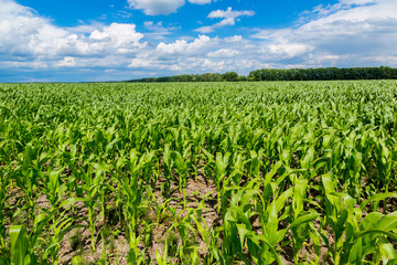 Wall Mural - Green corn field