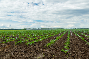 Wall Mural - Cabbage field