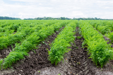 Wall Mural - Carrots growing on a field in summer