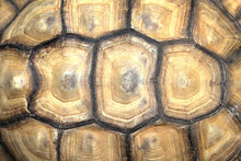 Background Turtle Shell