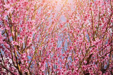 Wall Mural - Spring flower texture