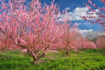 Canvas Print - Spring garden.