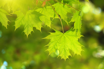 spring leaf of maple