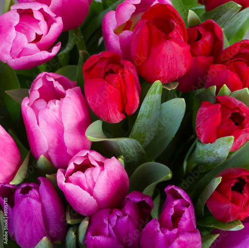 Naklejka - mata magnetyczna na lodówkę red and purple tulip flowers