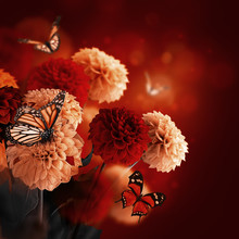Colorful Autumn Chrysanthemums With Flares, Butterfly