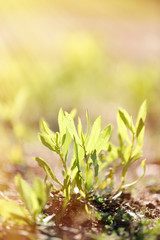 Poster - Green leaves with sun rays