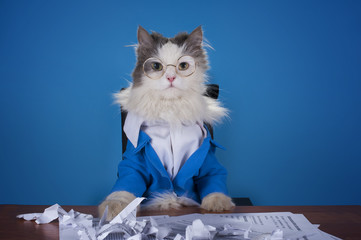 Wall Mural - cat manager in a suit sitting in the office