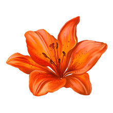 Lily Vector Illustration  Hand Drawn  Painted Watercolor