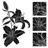 Lily. Black and white vector illustration. Can be greeting card