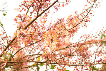 Pink cassia in spring