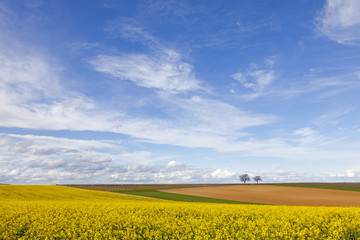 Sticker - Landschaft mit Walnussbäumen