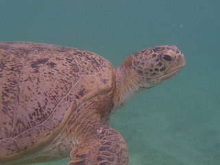 wasserschildkröte 1