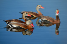 Black Bellied Whistling Ducks On The Pond