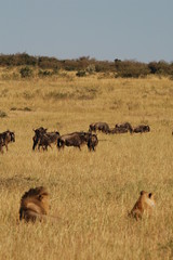 Poster - Royal couple hunts wildebeests at African savannah