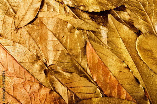 Fototeppich - antique vintage golden leaves background (von nektoetkin)