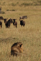 Wall Mural - Lion hunts wildebeests at African savannah