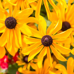 Wall Mural - Black Eyed Susans