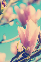 Wall Mural - filtered effect magnolia blooming over blue sky