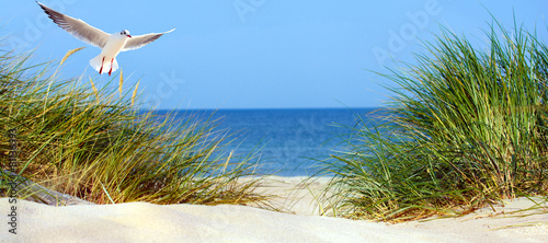  Fototapeta morze Bałtyk   mewa-nad-morzem