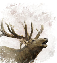 Bull Elk Watercolor