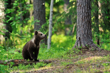 Wall Mural - brown bear cub in forest