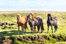 Horses In A Green Field Of Iceland