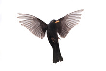 Blackbird