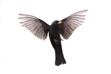 Blackbird Free Stock Photo Public Domain Pictures Blackbird Free Stock Photo Public Domain Pictures