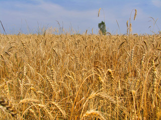 Rye field