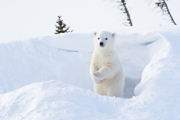 polar bear cub coming out den and standing up looking around.