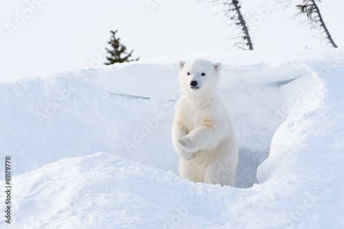Fotomural Polar bear cub coming out den and standing up looking around.