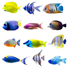 Tropical Fish Collection
