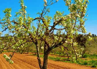 Poster - cherry tree in full bloom