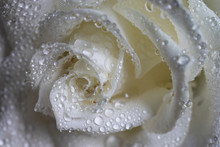 Wet White Rose