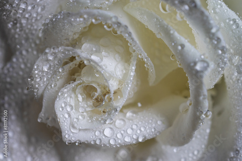 Obraz w ramie Wet white rose