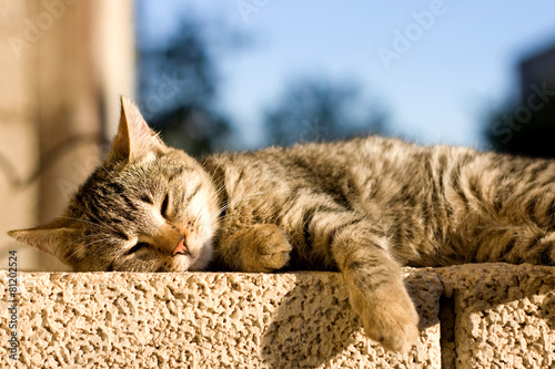 Fototapeta na szkło Młody brown tabby kota dosypianie na ścianie. Selektywne ustawianie ostrości.