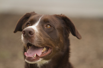 Dog posing