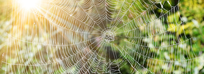 das netz einer spinne