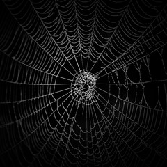das netz einer spinne