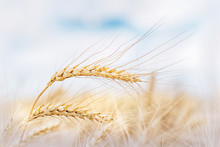 Wheat Ears  In The Farm