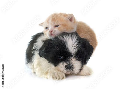 Fototapeta dla dzieci persian kitten and puppy